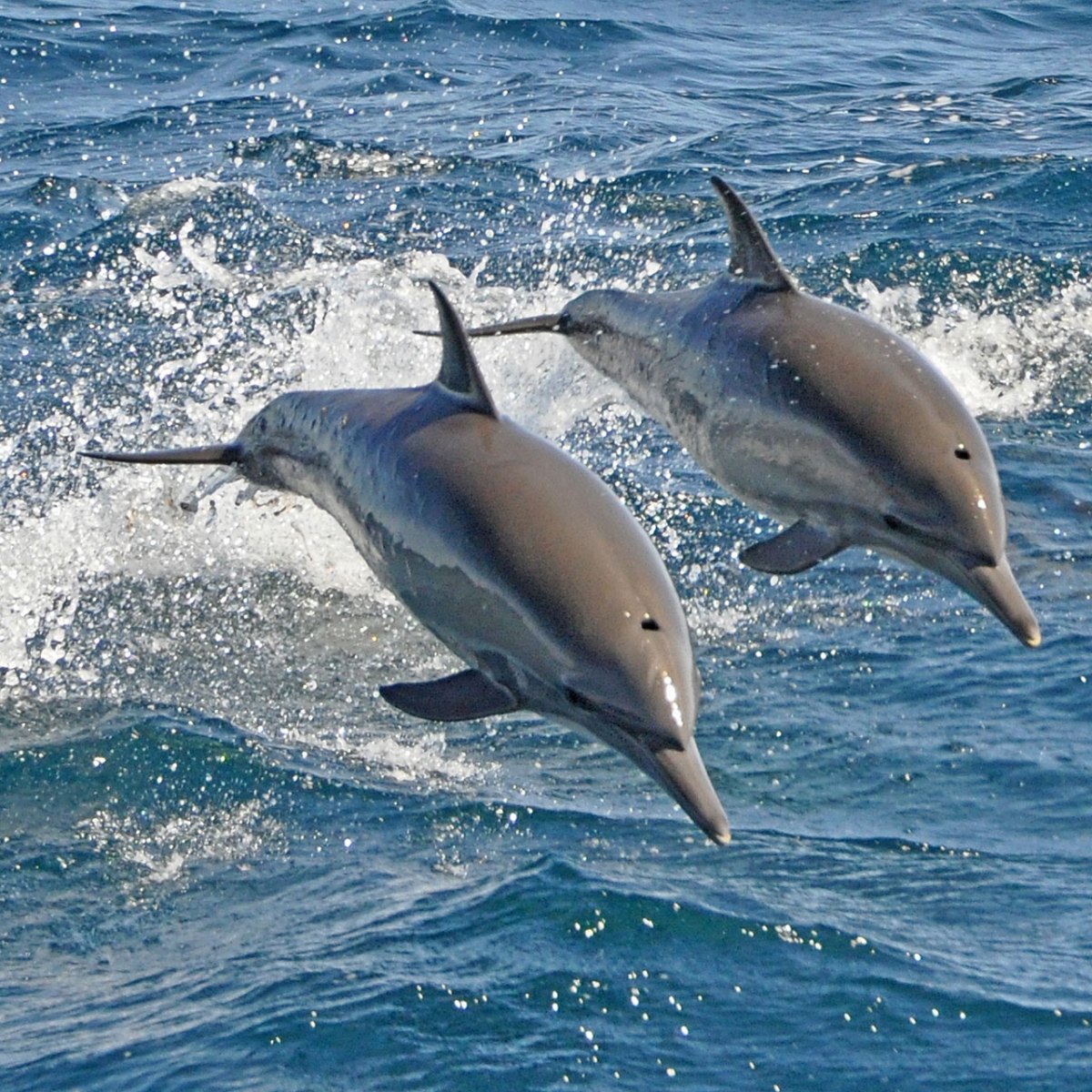 a dolphin swimming in a body of water