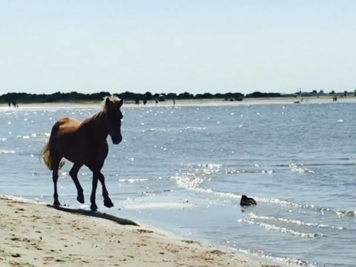 wild horse on shore