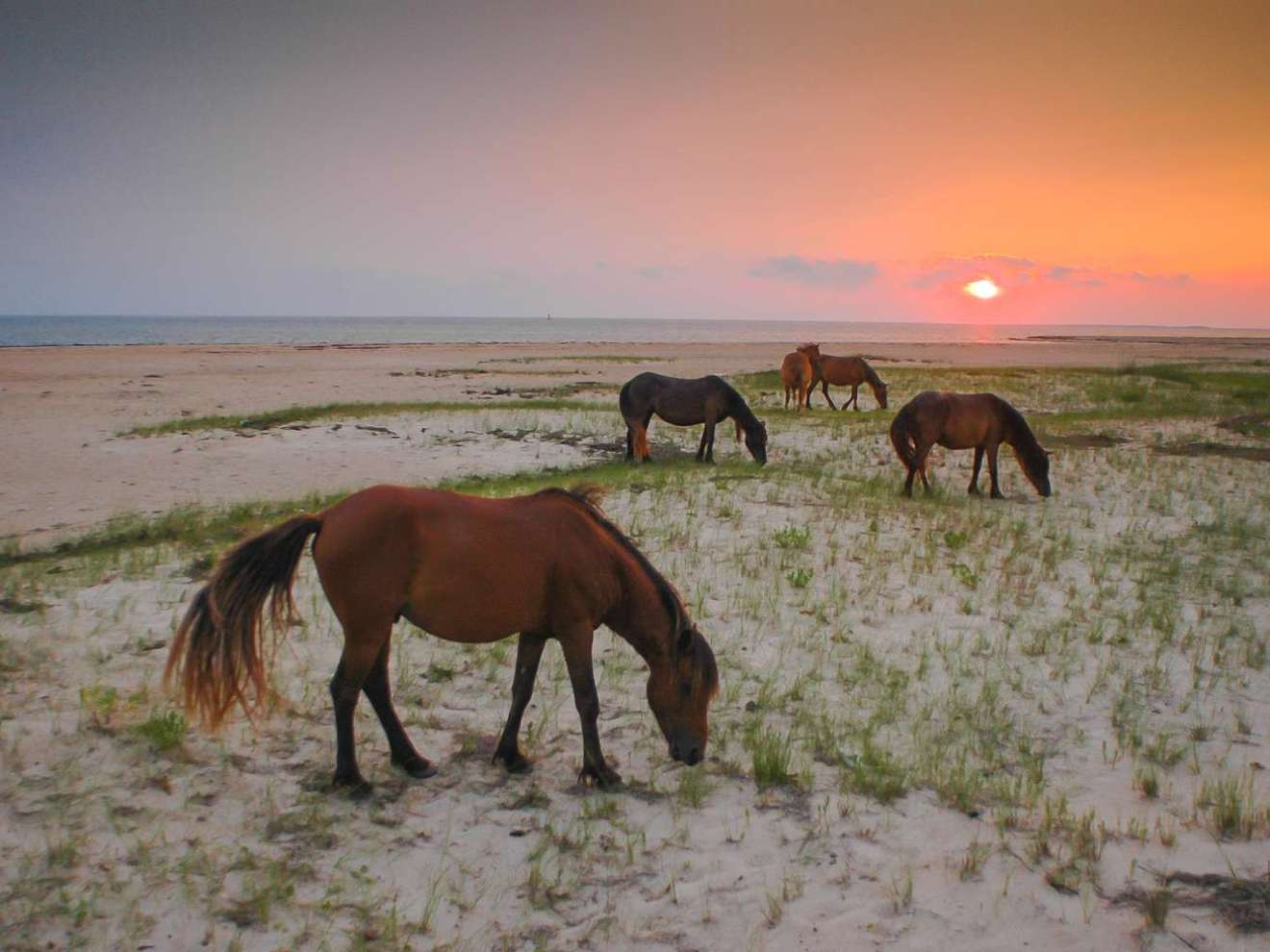 a brown horse grazing on a beach