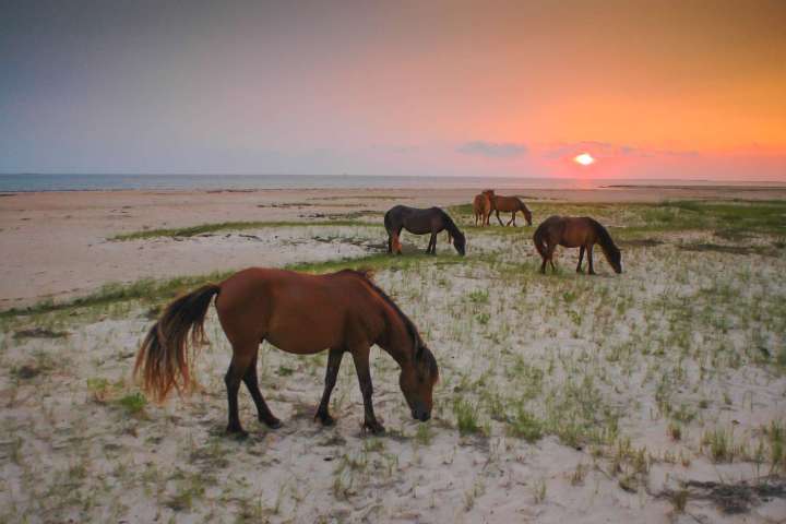 a brown horse grazing on a beach