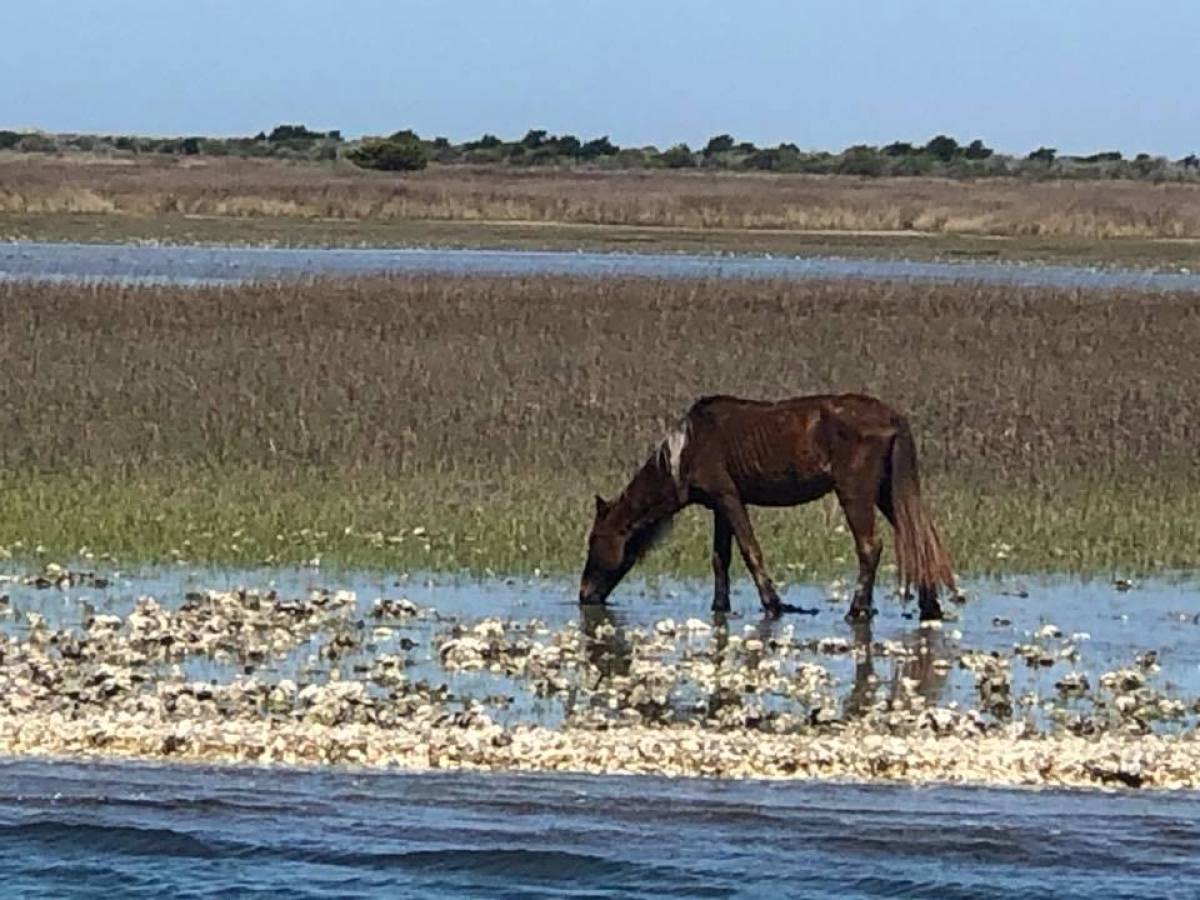 wild horse eating