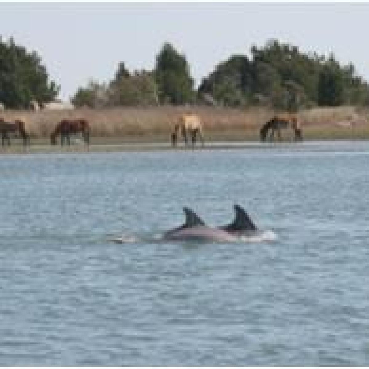 dolphins and wild horses