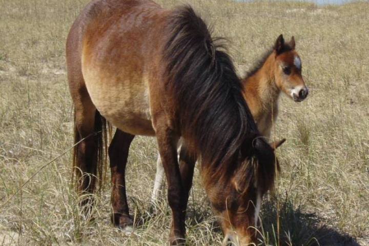 wild horses