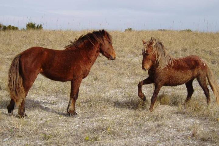wild horses playing