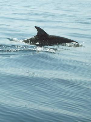 dolphin