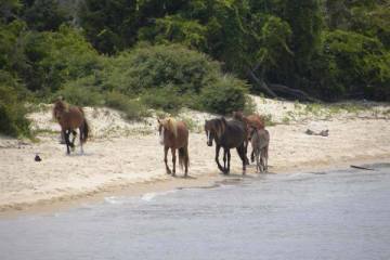 wild horses at Beaufort shore